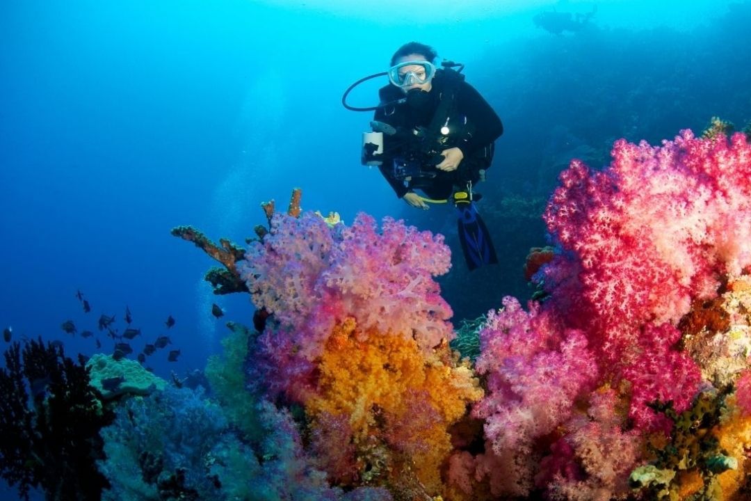 Diving in Fiji… from soft coral wonderland to shark central