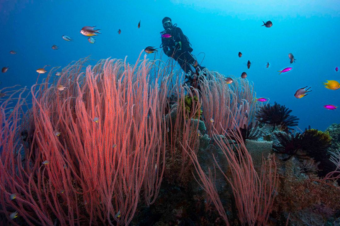 Here's why Papua New Guinea is an underwater heaven for snorkellers