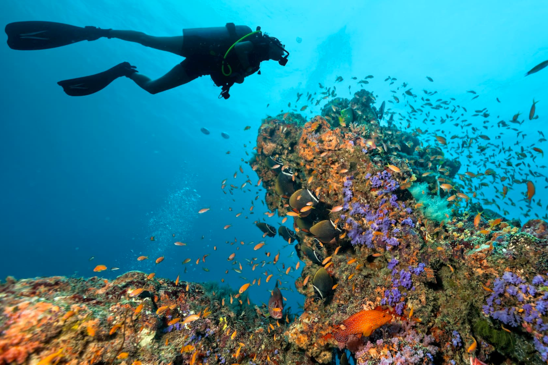 From Reefs to Wrecks: The 10 Best Dive Spots on the North Island